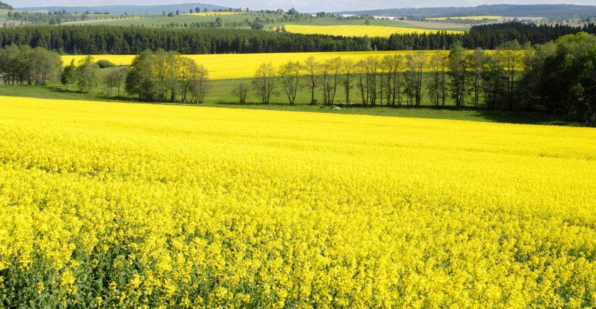 Pole řepky. Zbavování se zemědělské půdy. Potravinová soběstačnost. PAGANIA.CZ - pohanský obchod